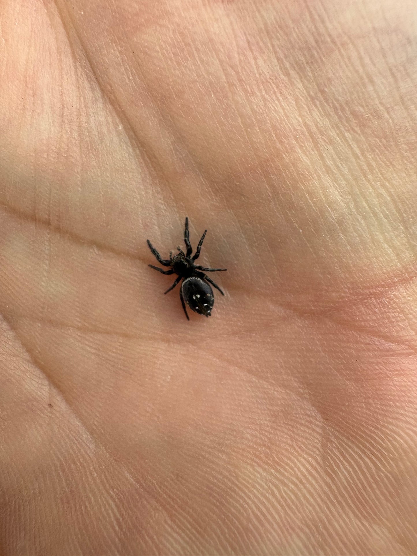 Phidippus Johnsoni (Red-Backed Jumping Spider