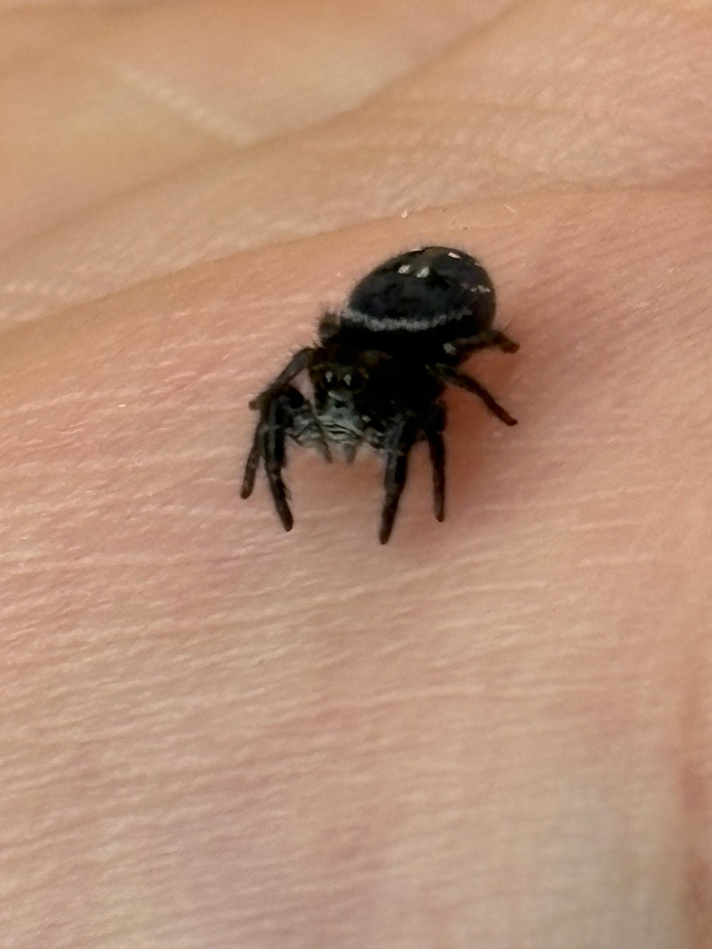 Phidippus Johnsoni (Red-Backed Jumping Spider