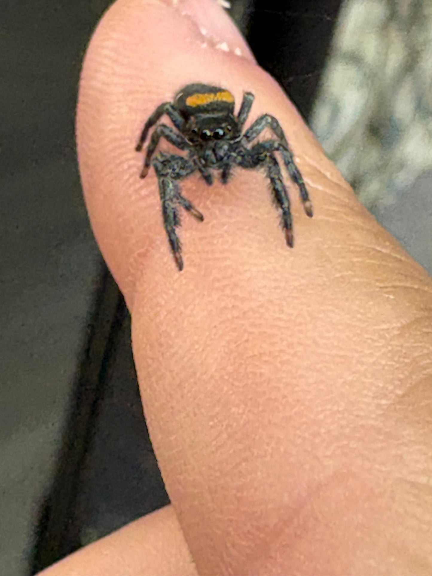 Paraphidippus Basalis (Agave Jumping Spider)