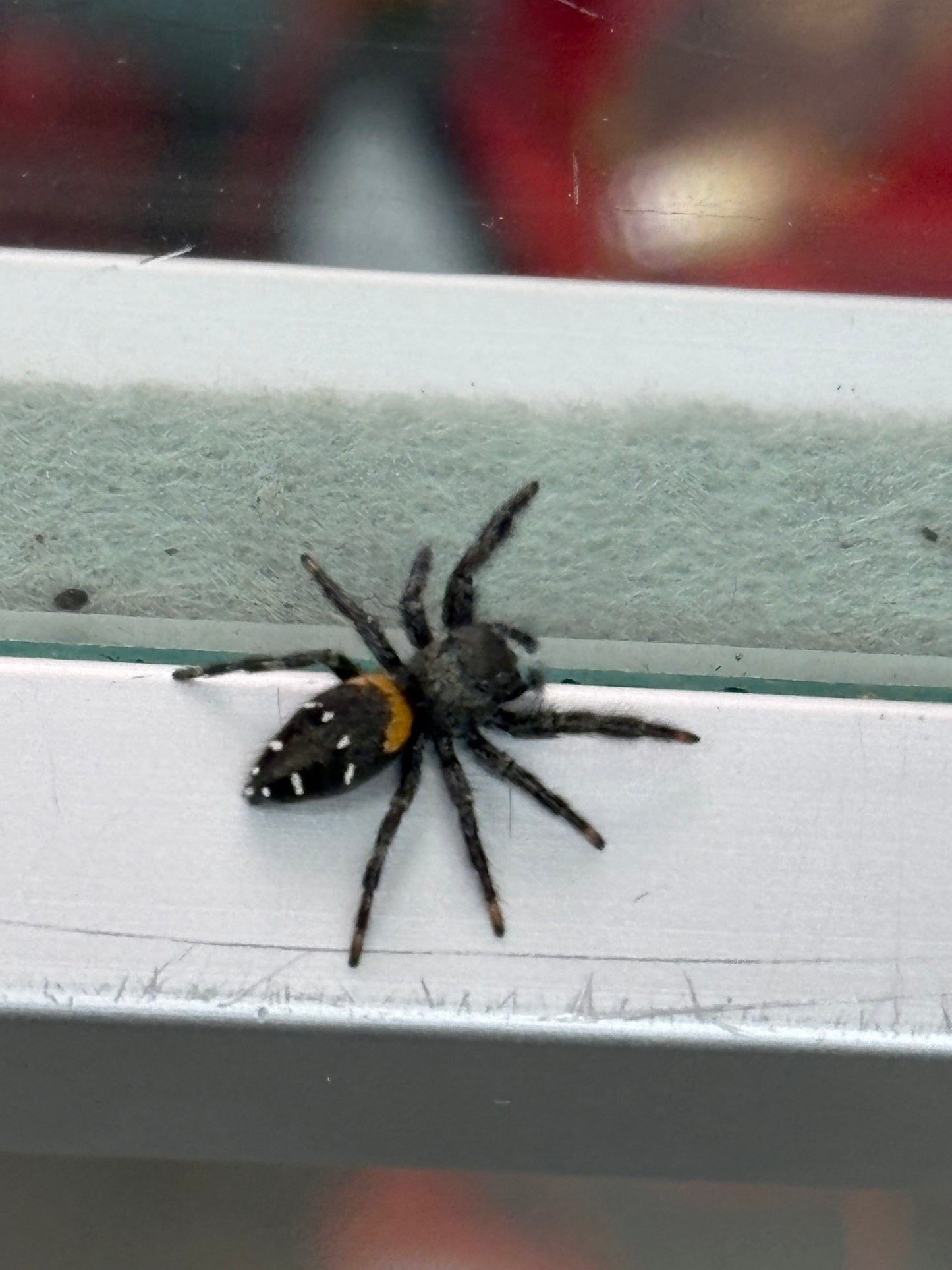 Paraphidippus Basalis (Agave Jumping Spider)