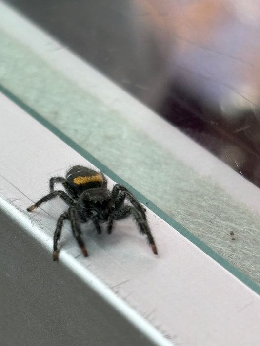 Paraphidippus Basalis (Agave Jumping Spider)