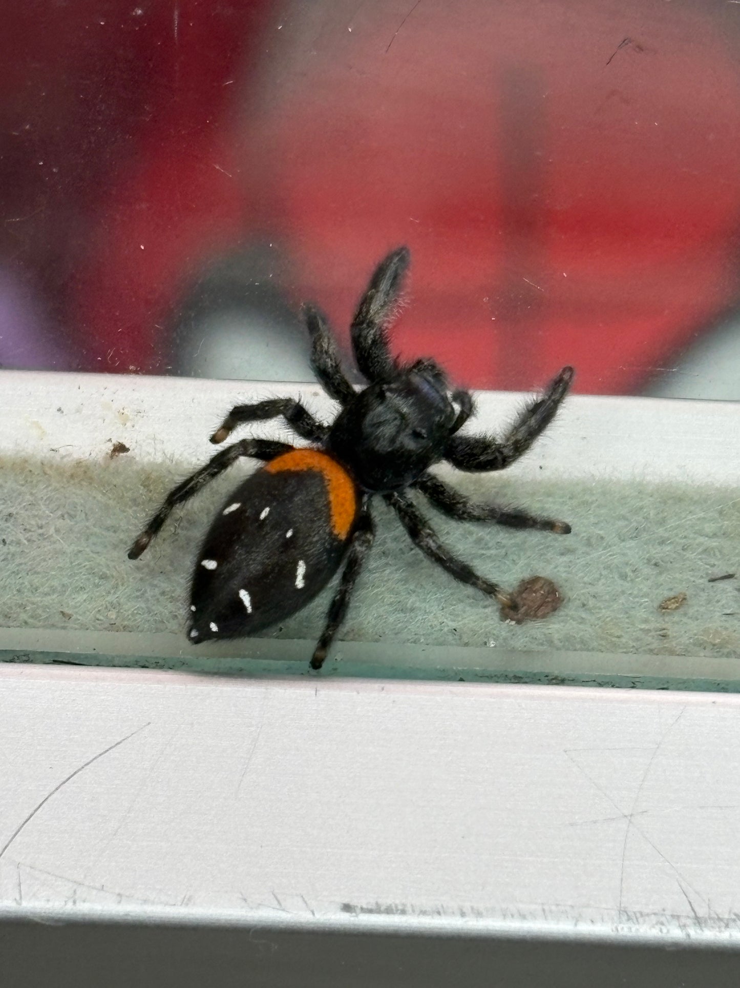 Paraphidippus Basalis (Agave Jumping Spider)