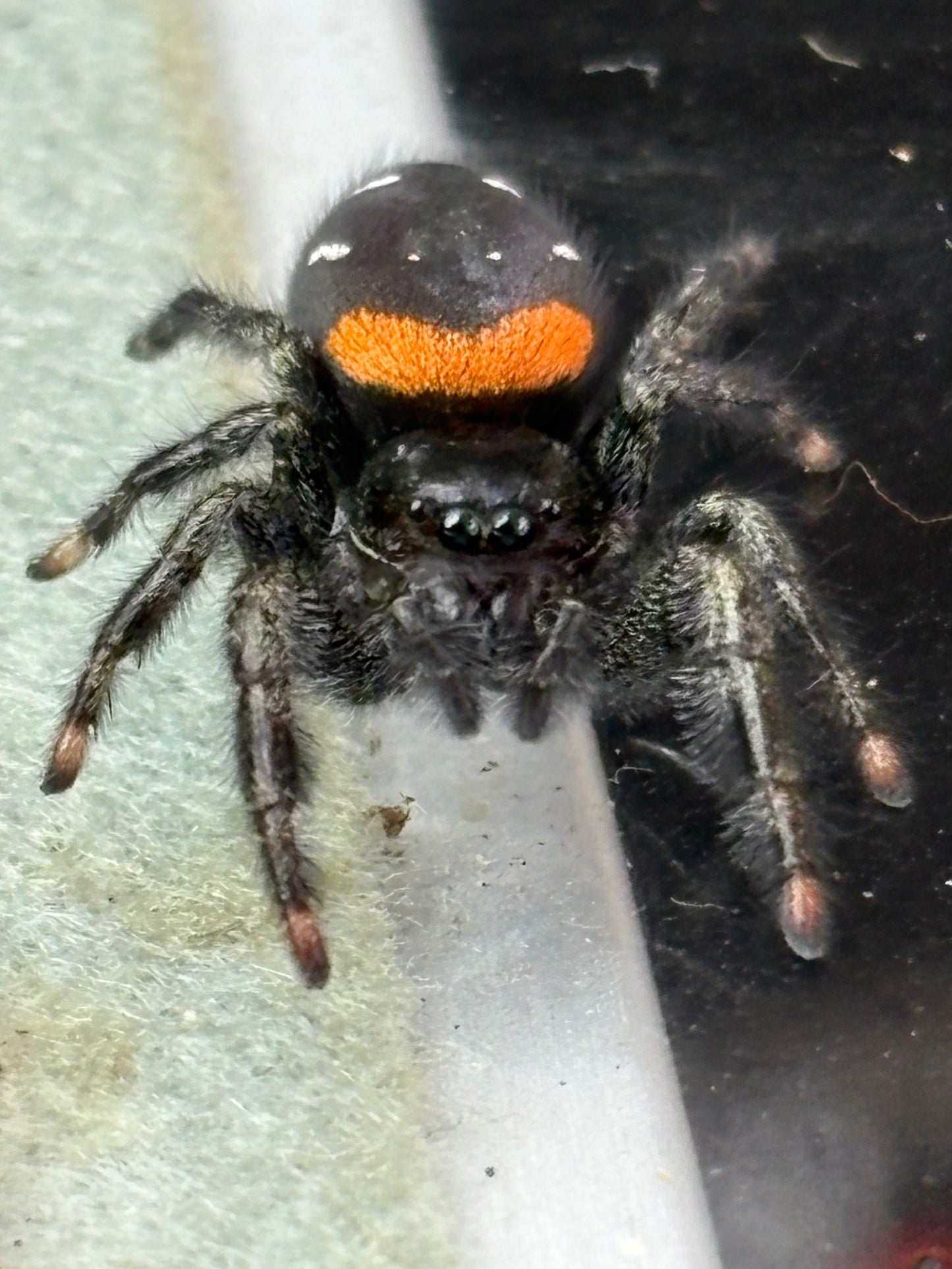 Paraphidippus Basalis (Agave Jumping Spider)