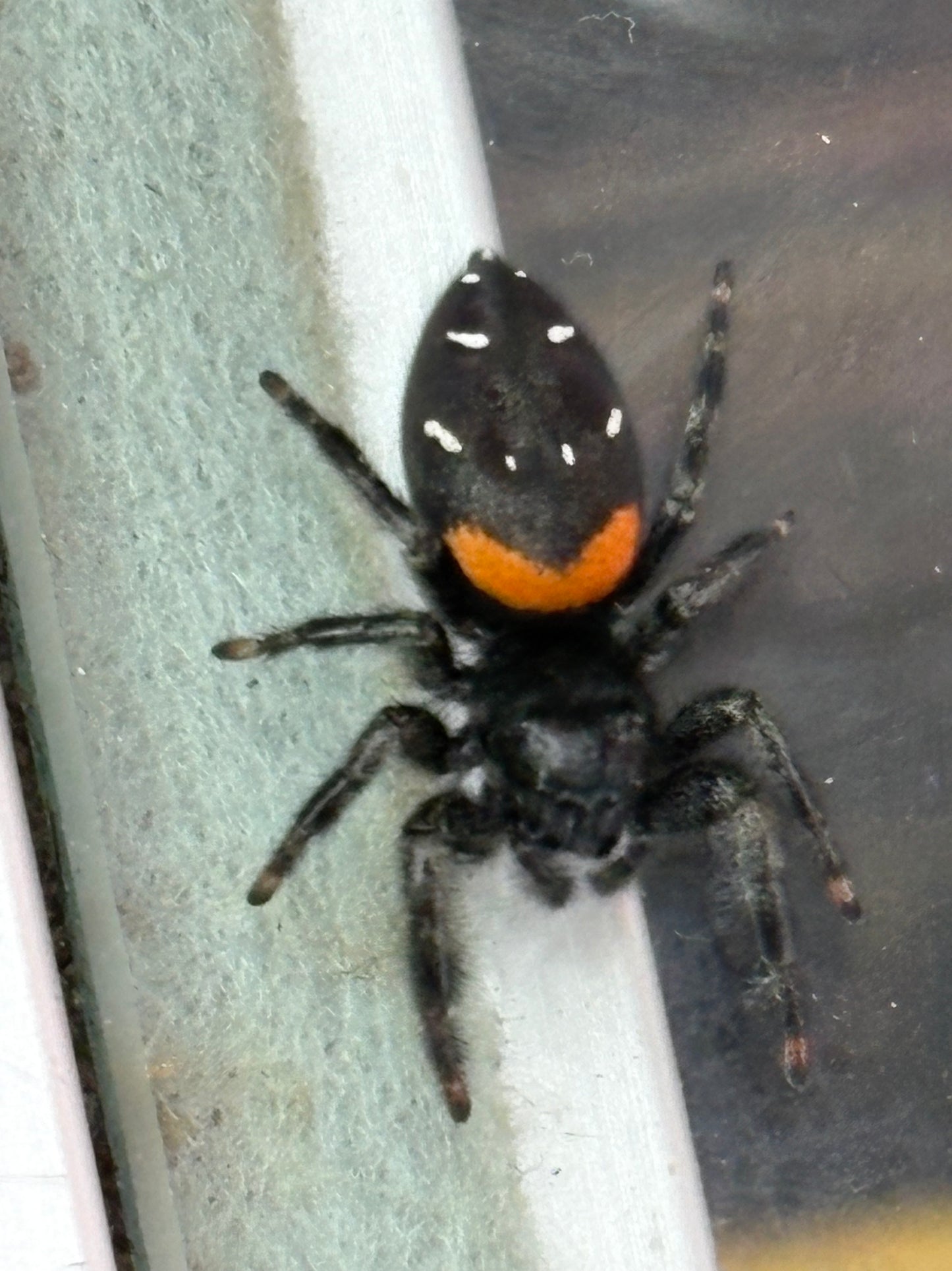 Paraphidippus Basalis (Agave Jumping Spider)