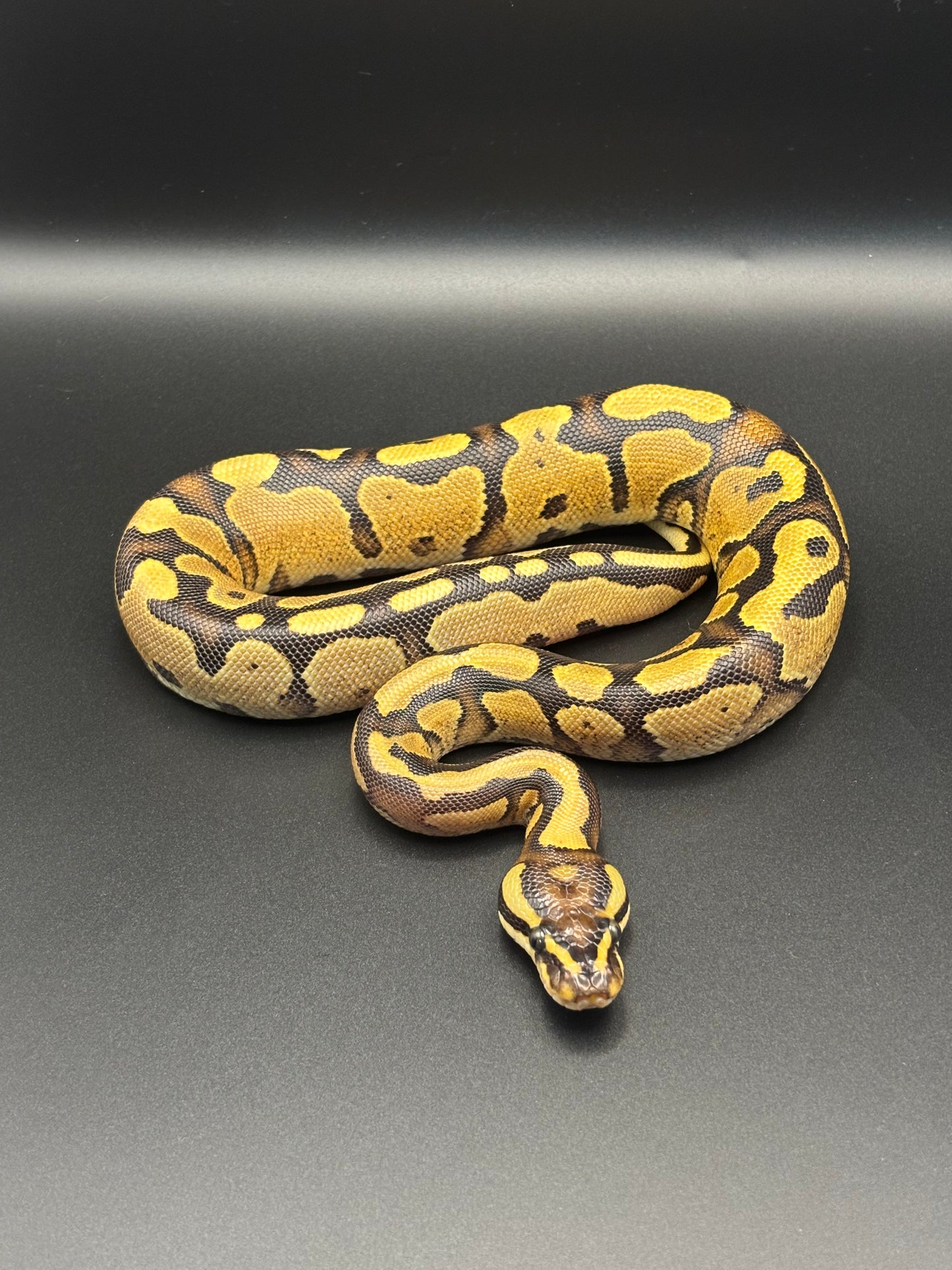 0.1 Pastel Fire Ball Python