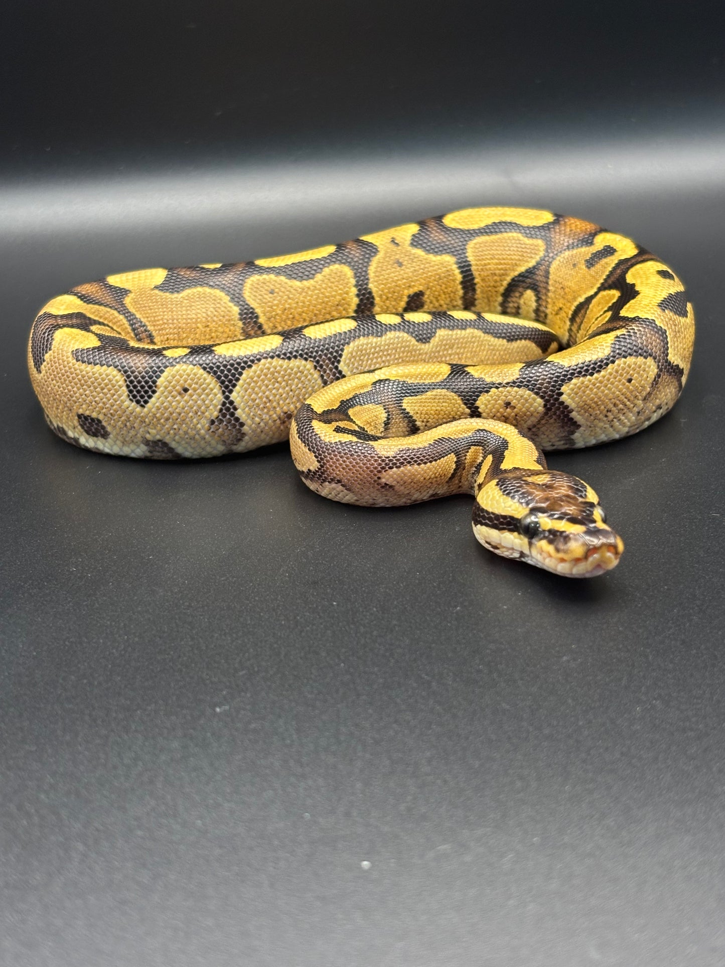 0.1 Pastel Fire Ball Python