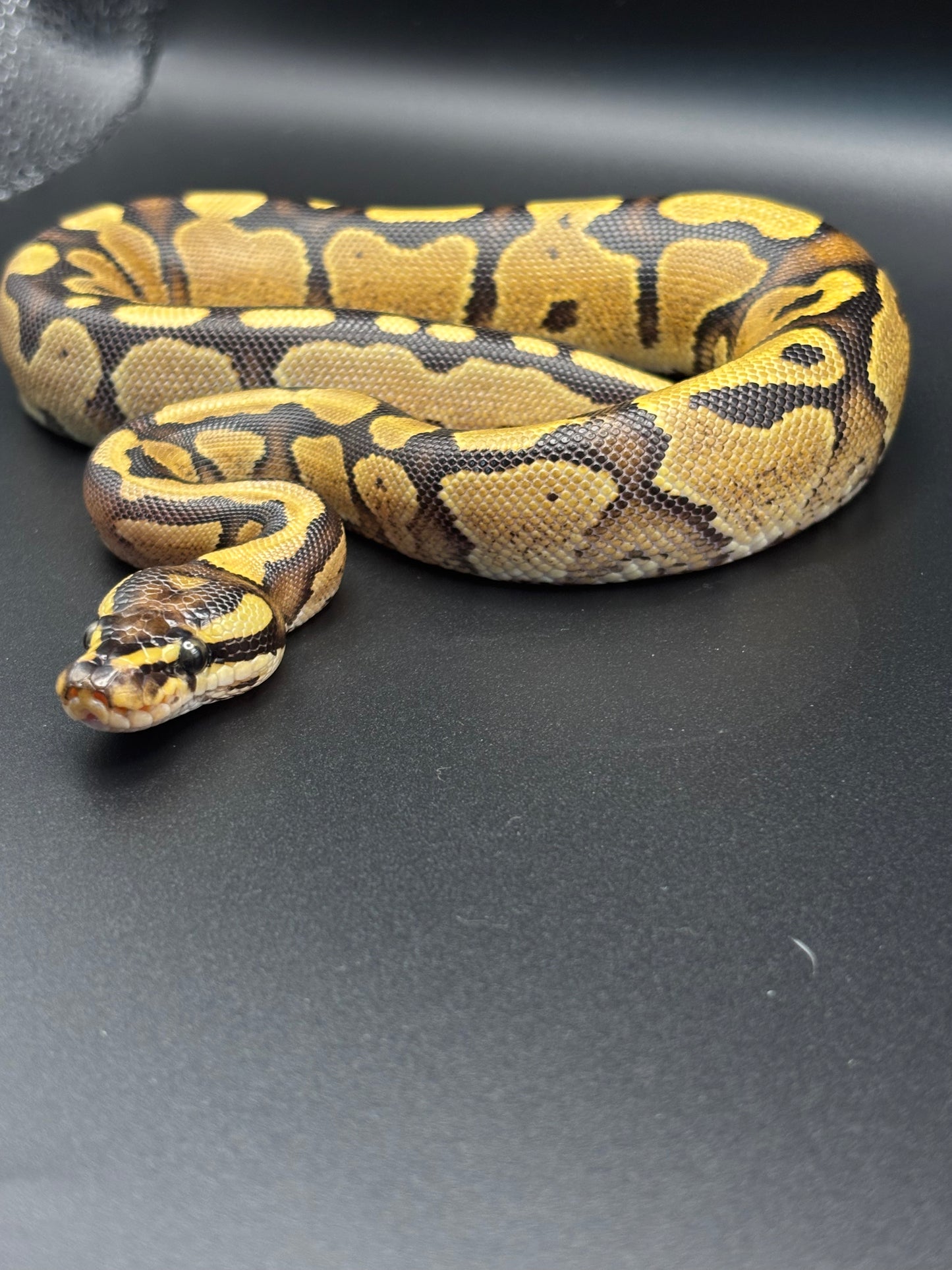 0.1 Pastel Fire Ball Python