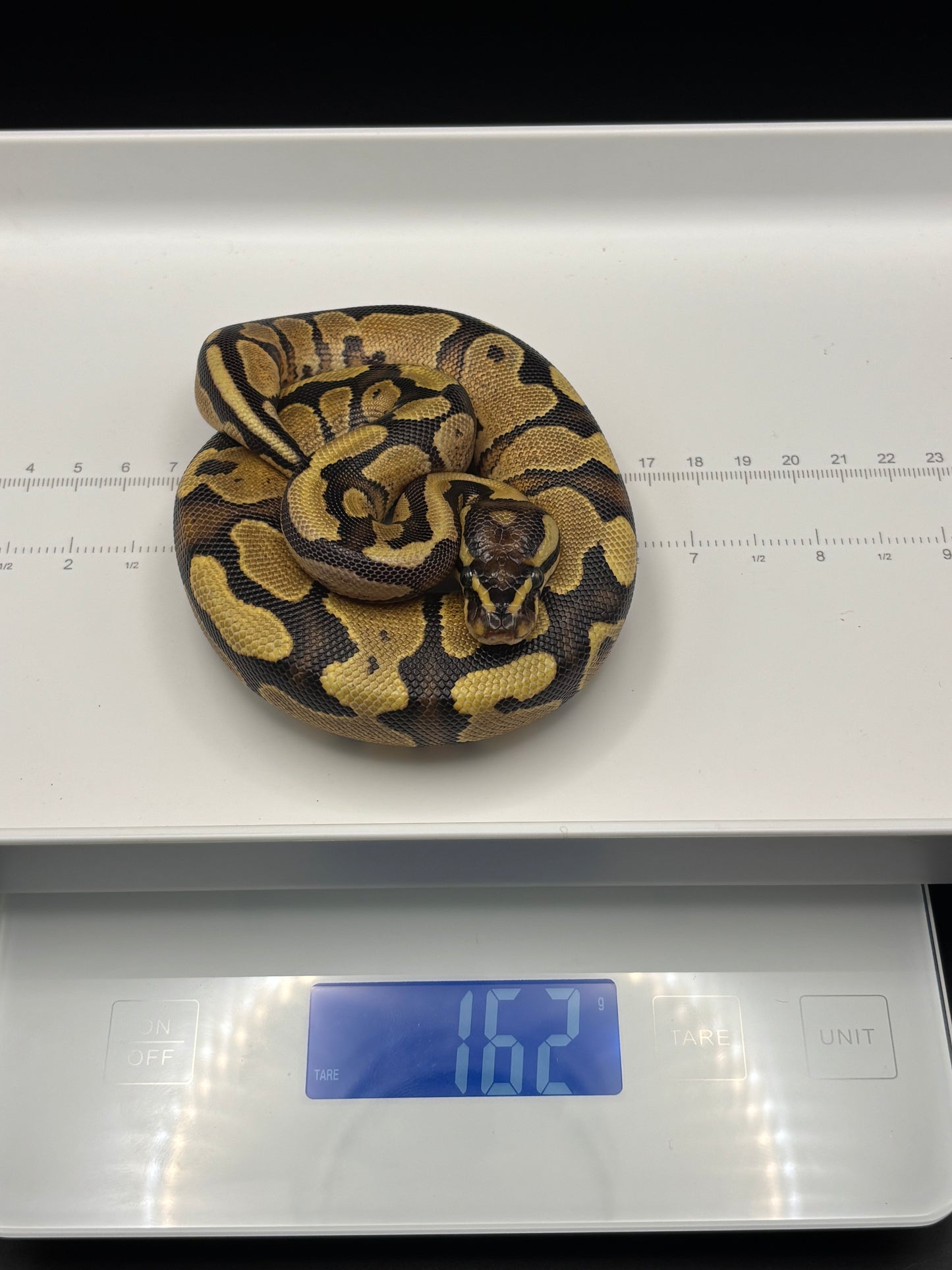 0.1 Pastel Fire Ball Python