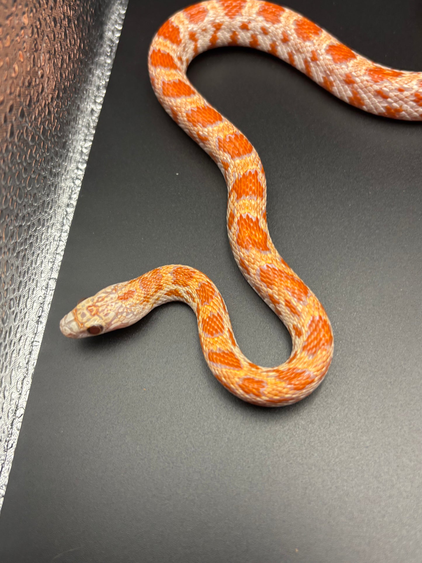 1.0 Ultramel Sunkissed