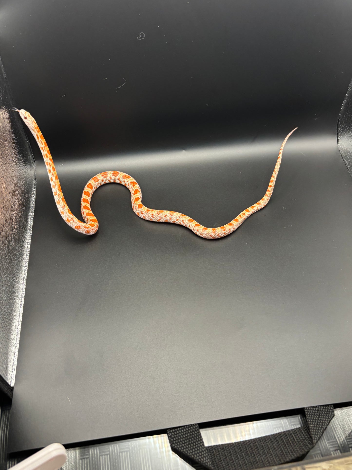 1.0 Ultramel Sunkissed