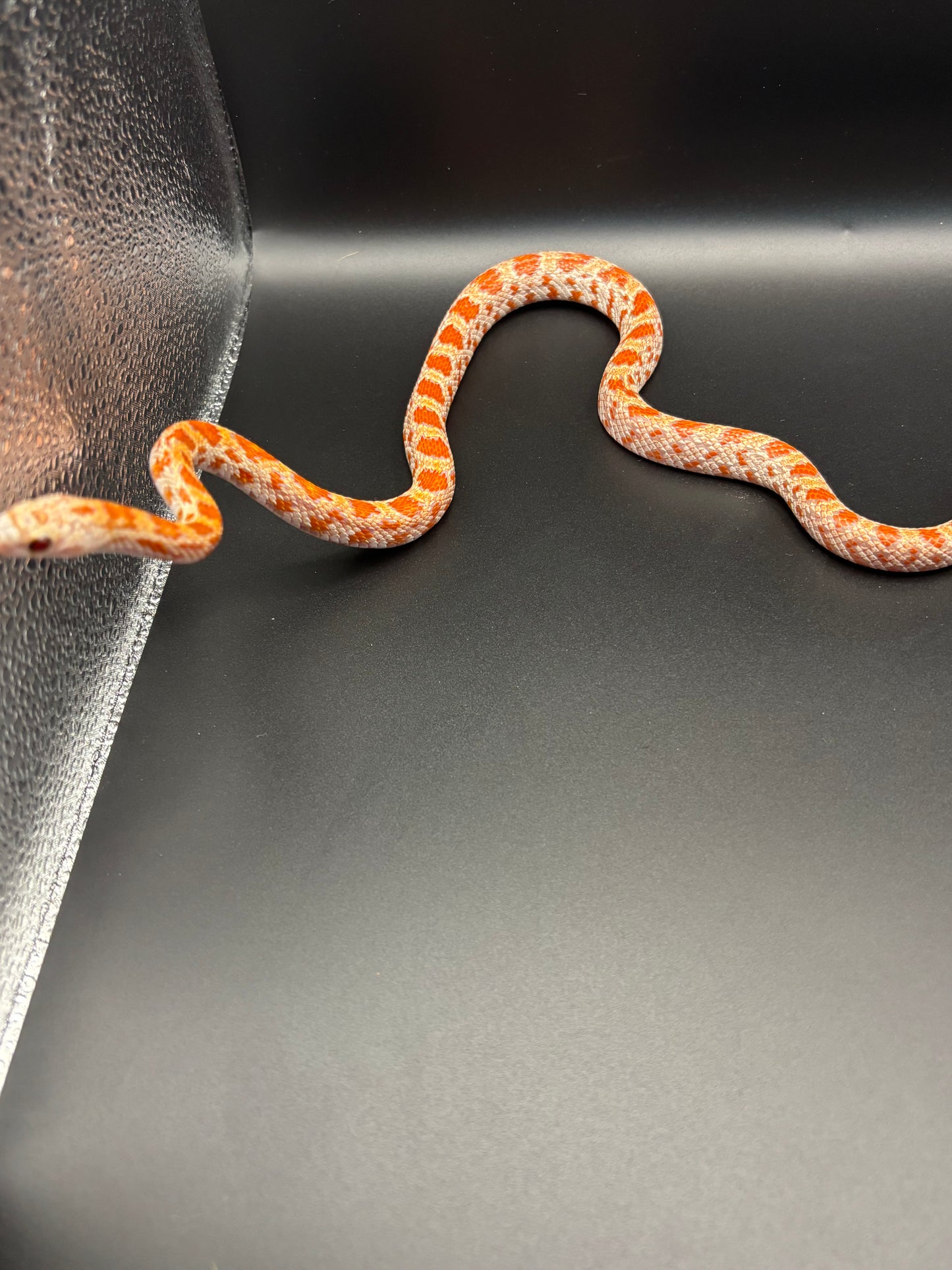 1.0 Ultramel Sunkissed