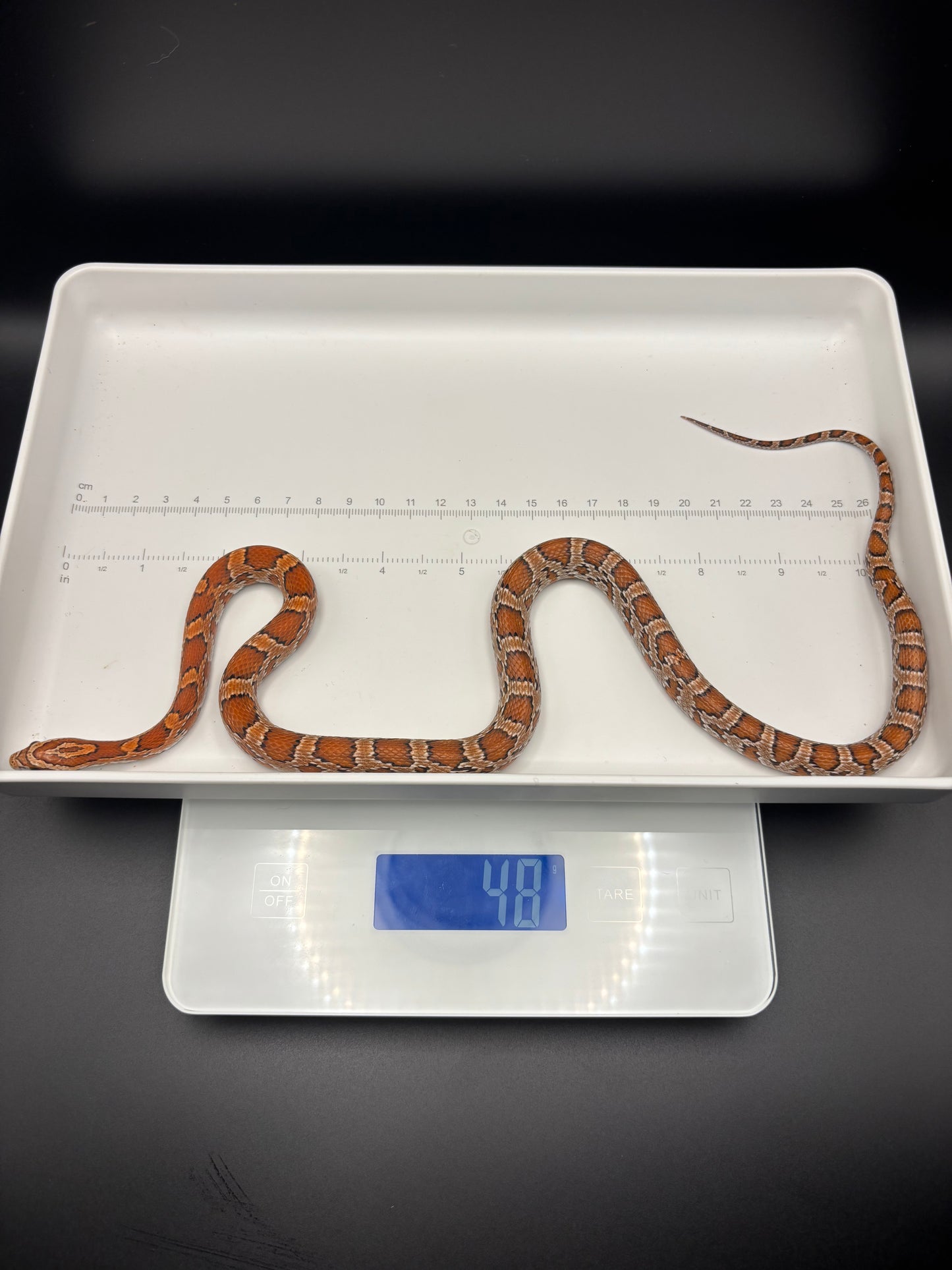 0.1 Classic Het Motley or Stripe