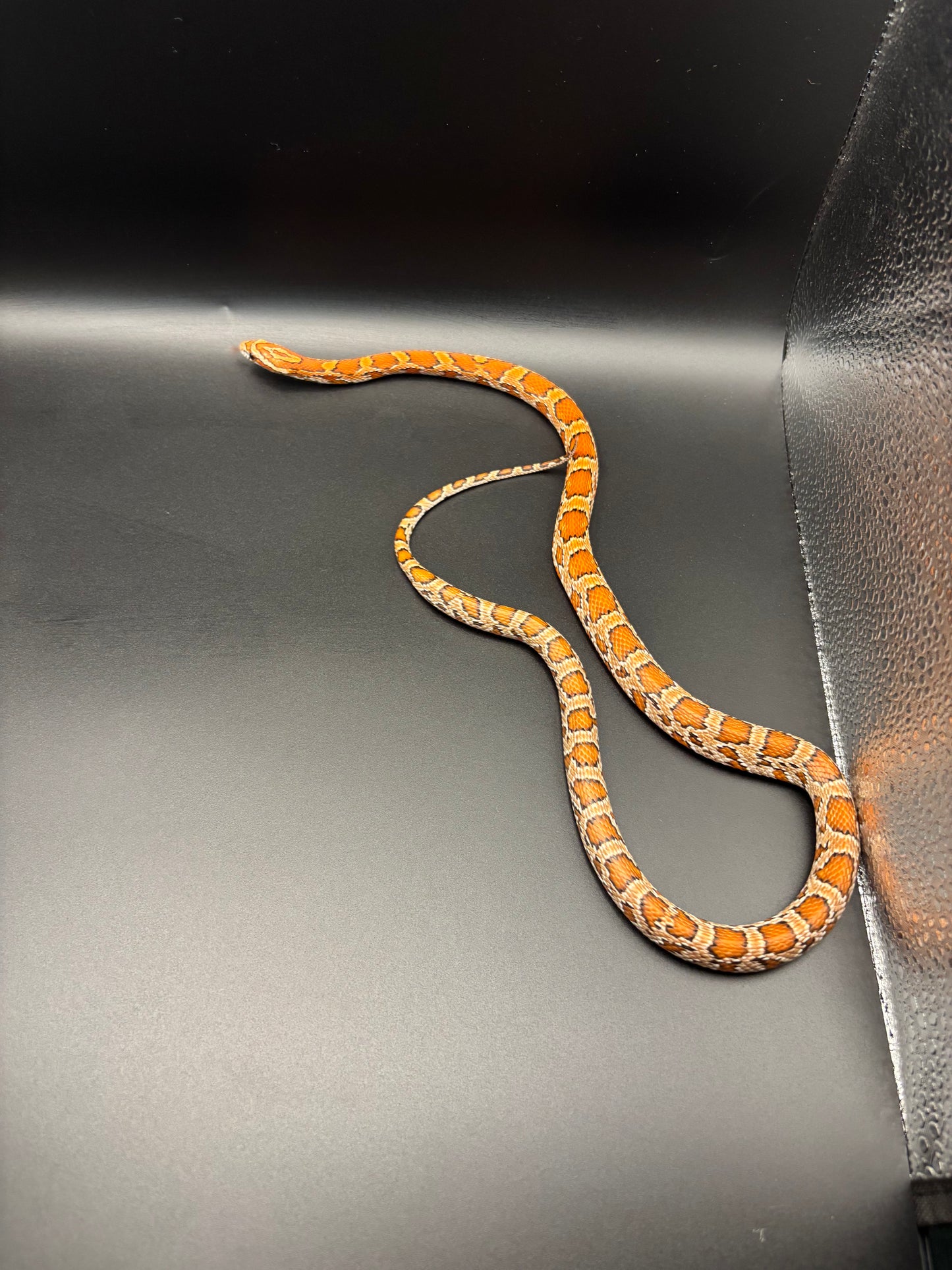 0.1 Classic Het Motley or Stripe