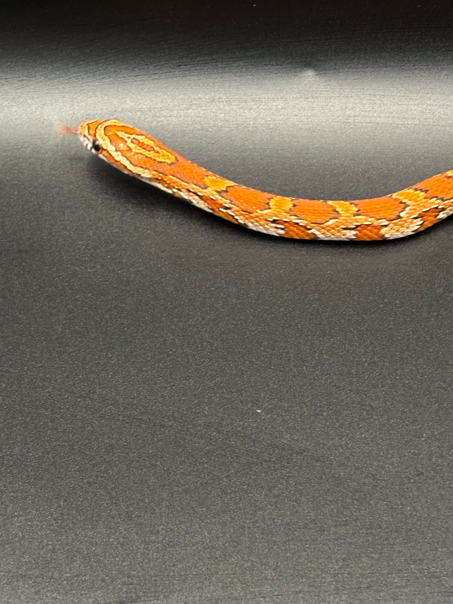 0.1 Classic Het Motley or Stripe