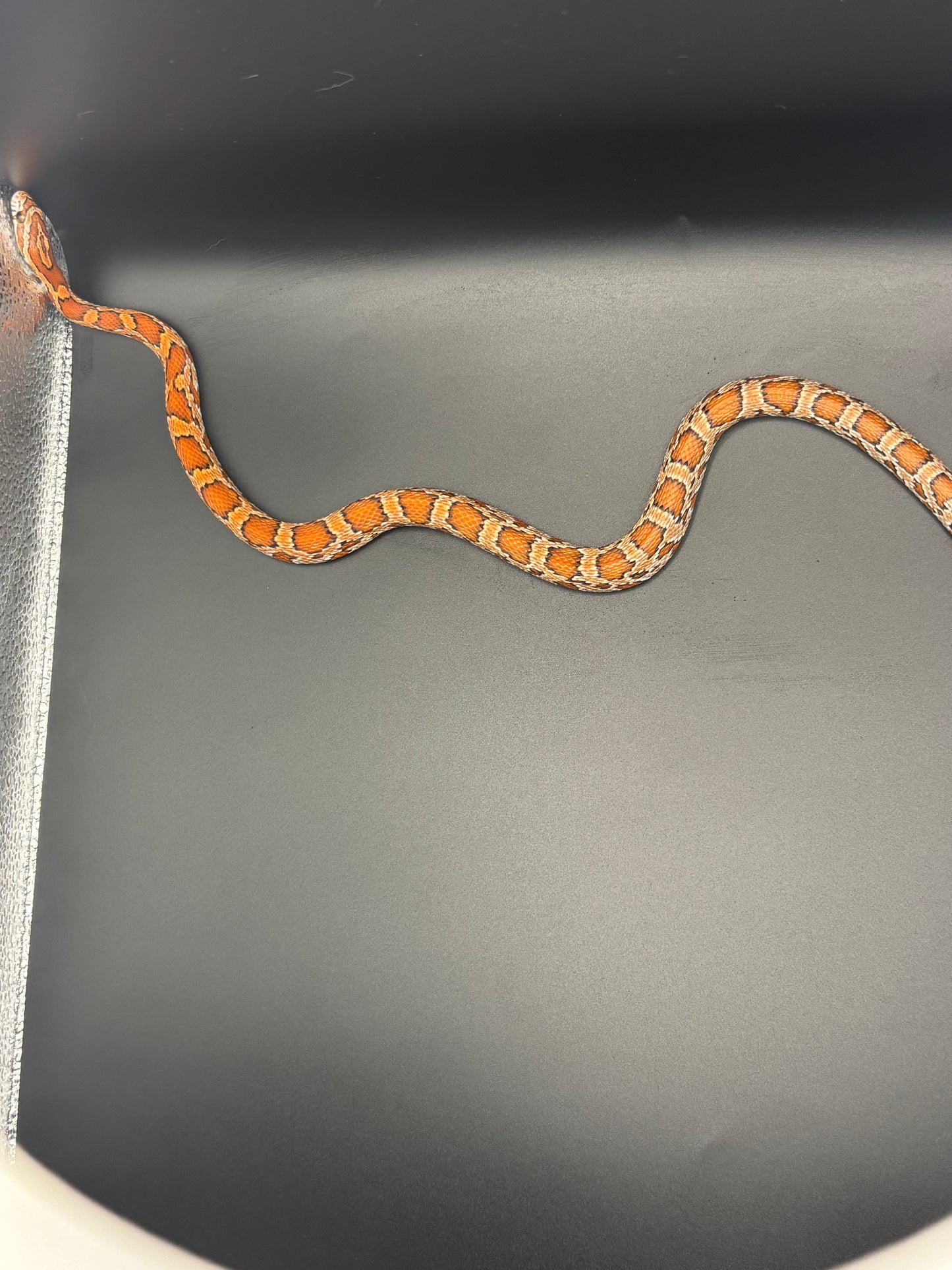 0.1 Classic Het Motley or Stripe