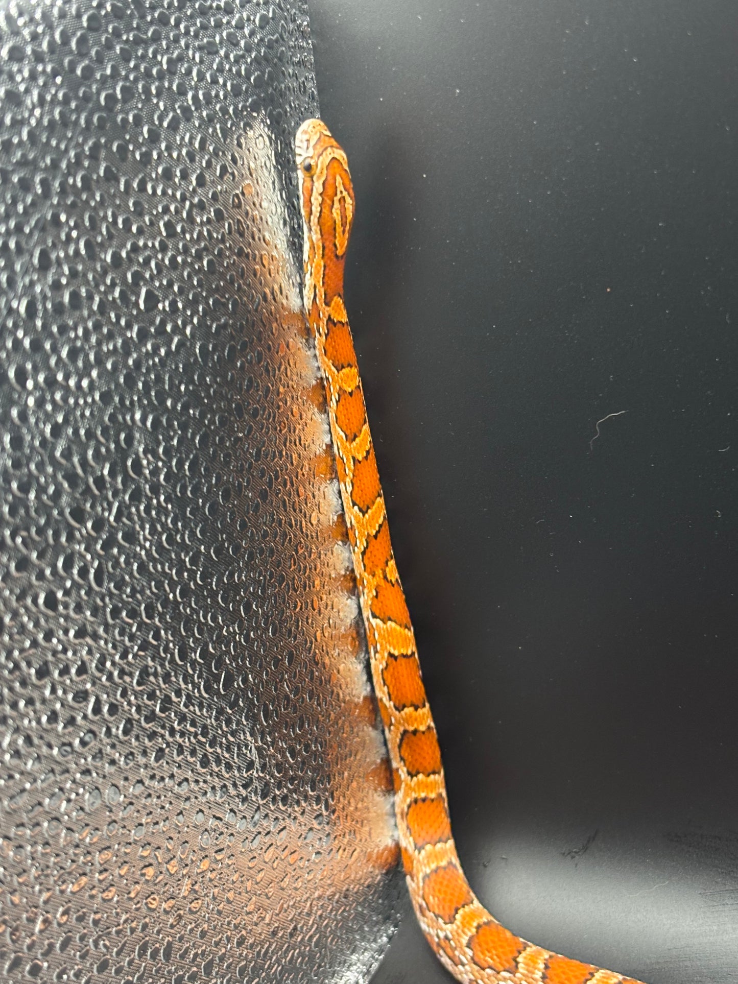 0.1 Classic Het Motley or Stripe