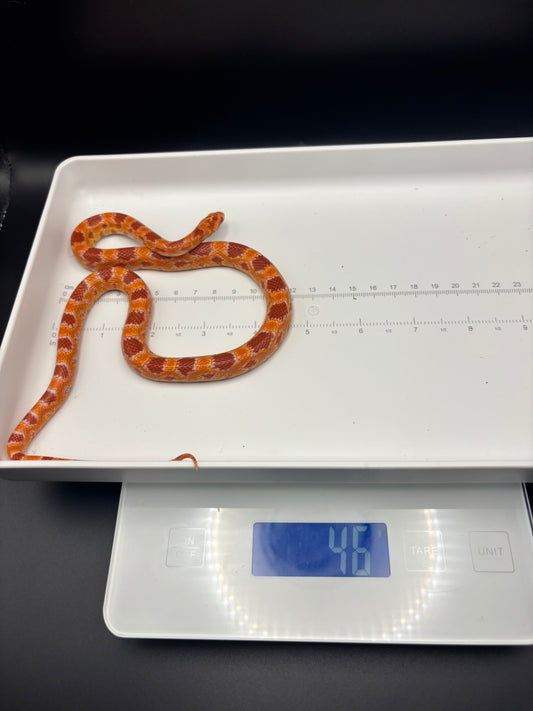 0.1 German Florescent Red Redhatch