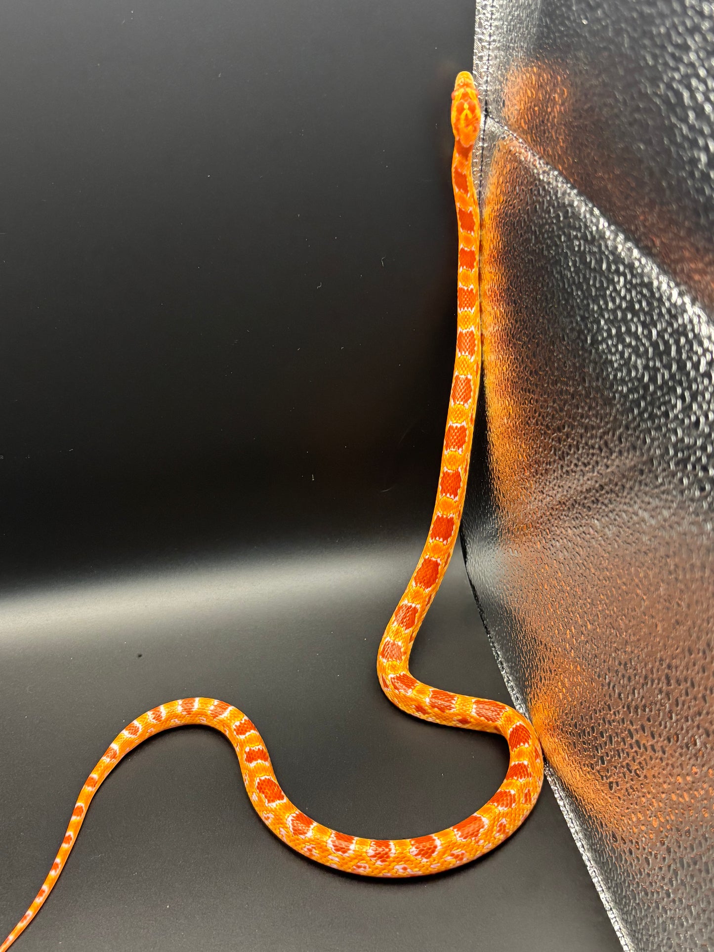 0.1 German Florescent Red Redhatch