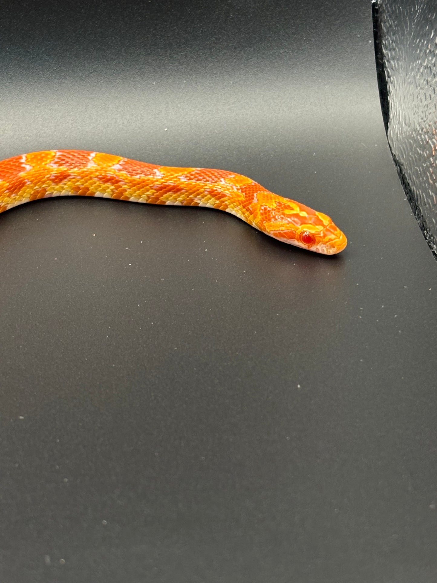 0.1 German Florescent Red Redhatch