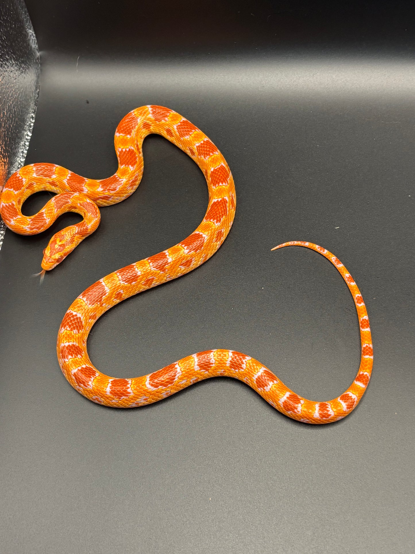 0.1 German Florescent Red Redhatch