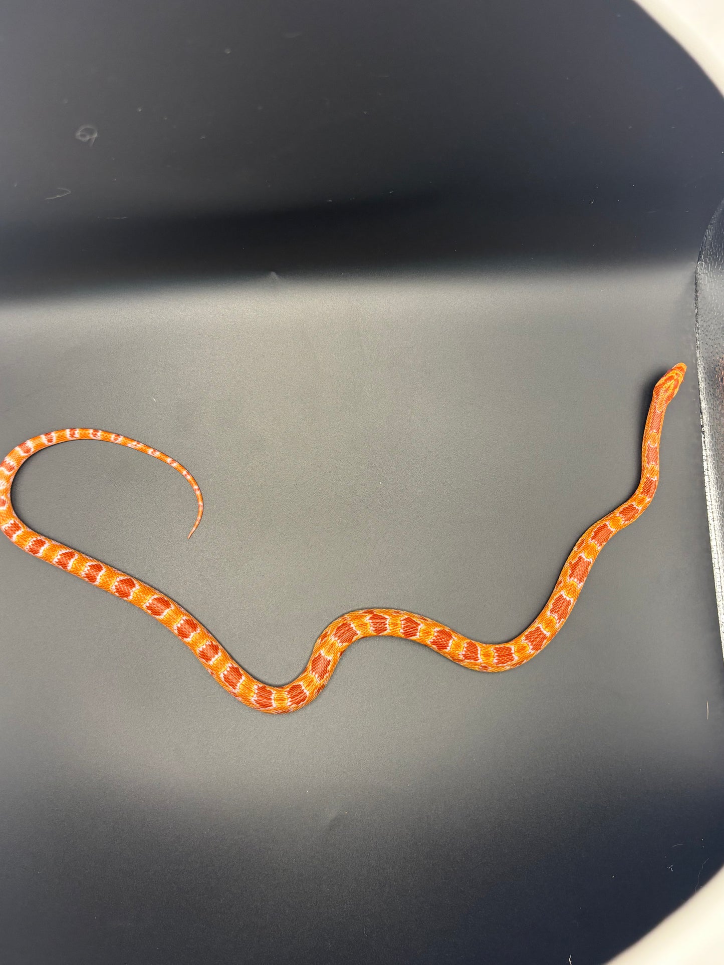 1.0 German Florescent Red Redhatch