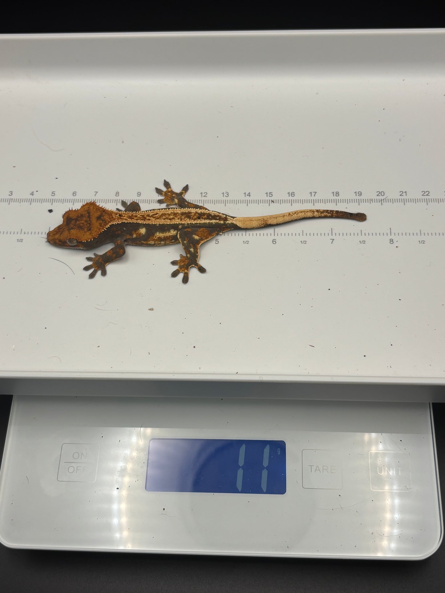 Quad Harlequin Partial Pinstripe Unsexed