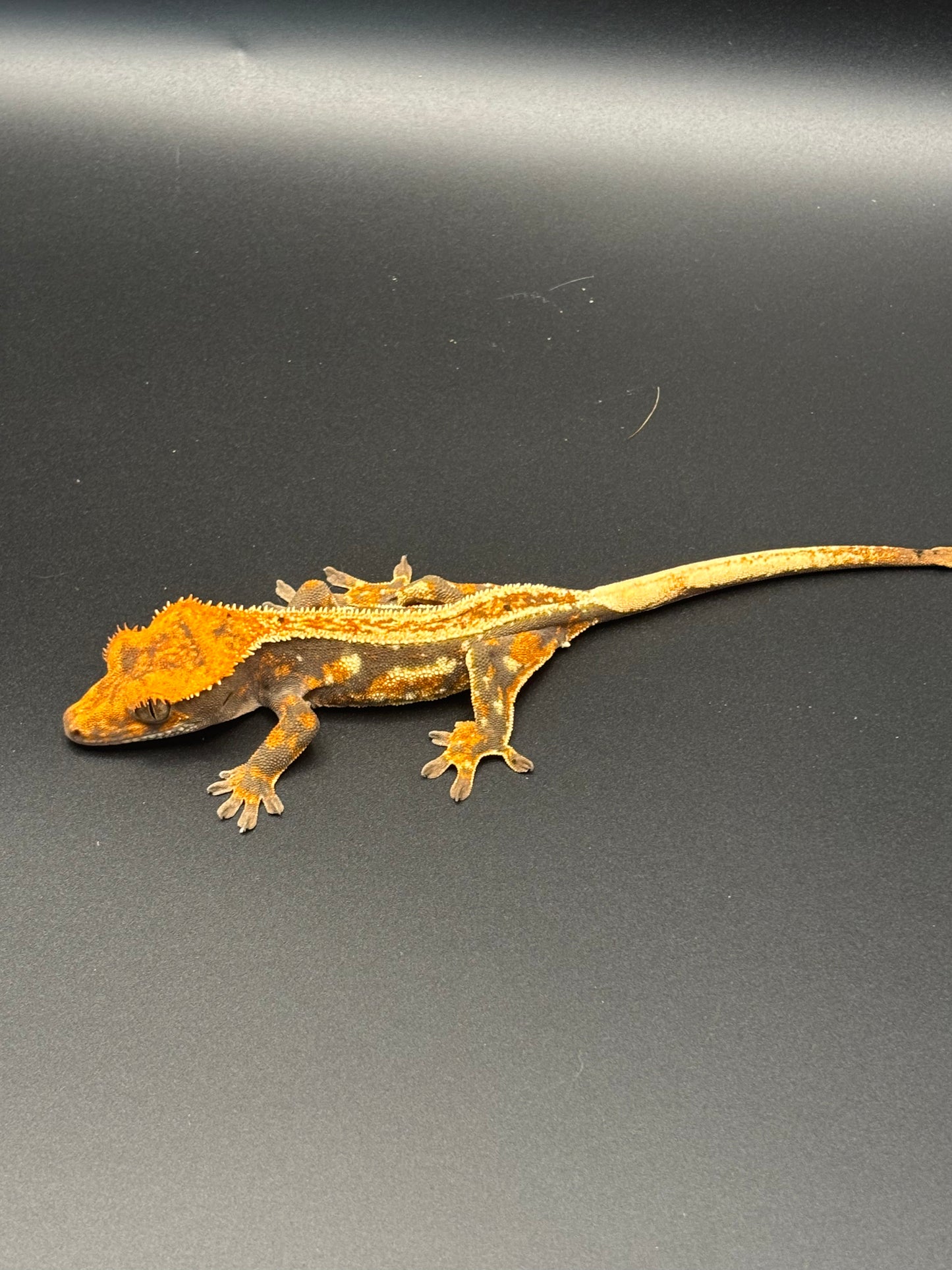 Quad Harlequin Partial Pinstripe Unsexed