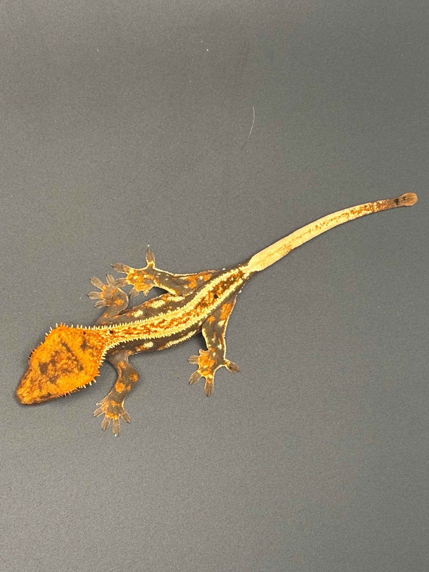 Quad Harlequin Partial Pinstripe Unsexed