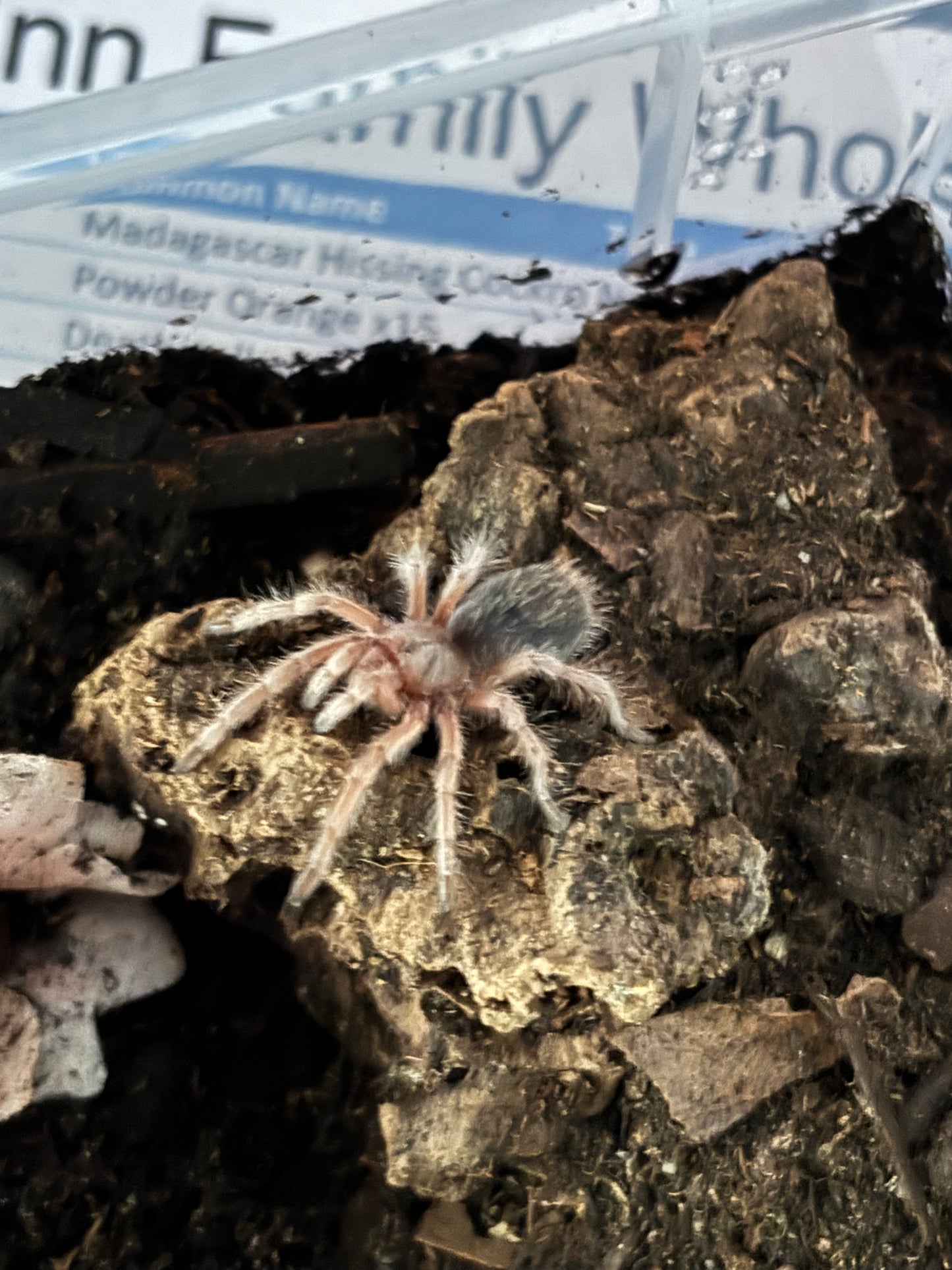 Grammostola Rosea (Chilean Rose Hair)