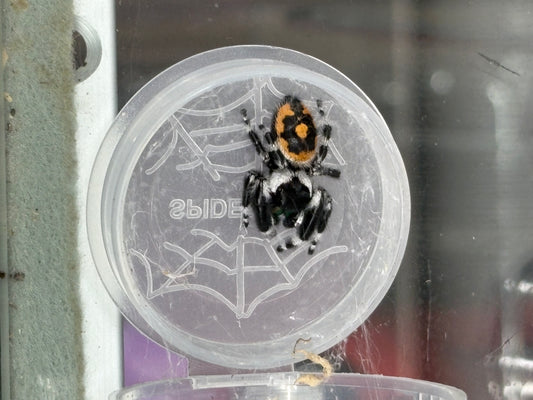 Phidippus Audax (Big Bend Bold Jumping Spider)