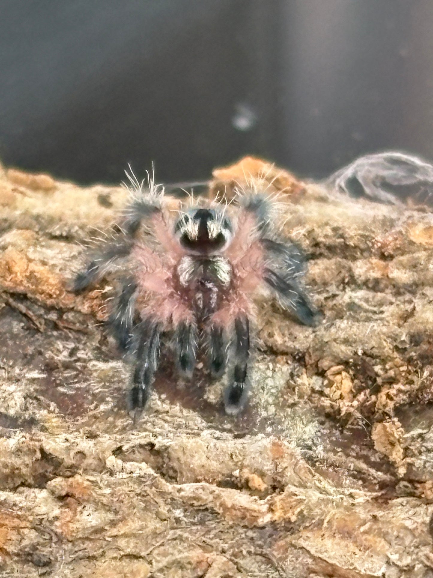 Typhoclaena Seladonia (Brazilian Jewel)