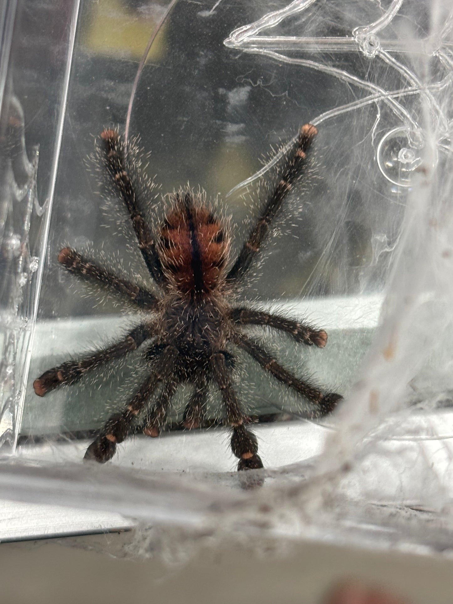 Avicularia Huriana (Ecuadorian Wolly Pink Toe)