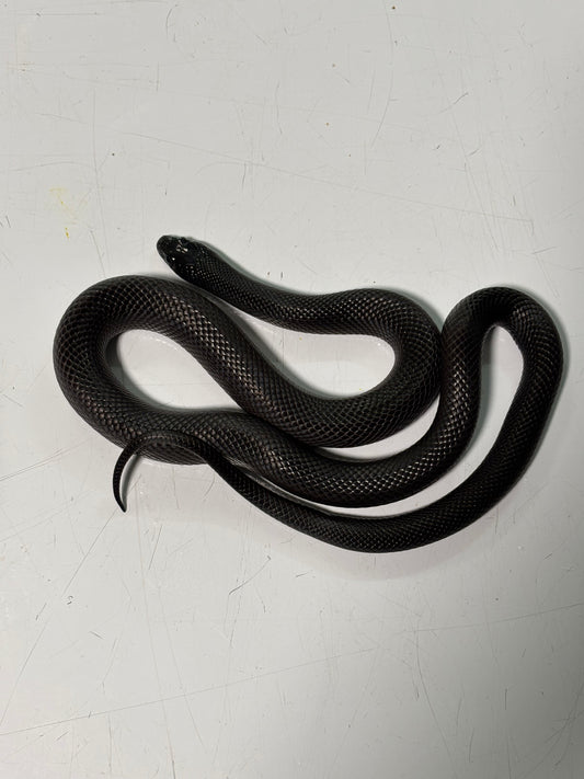 Mexican Black King Snake Female