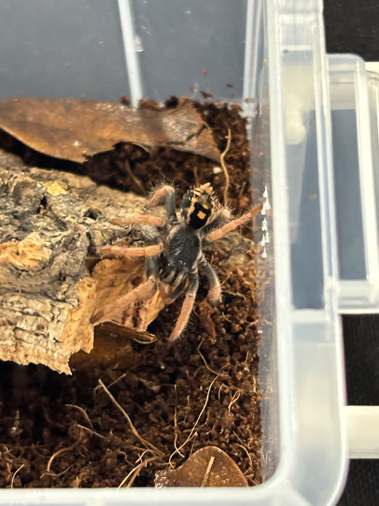 Hapalopus Vangoghi (Speckled Patch Dwarf)