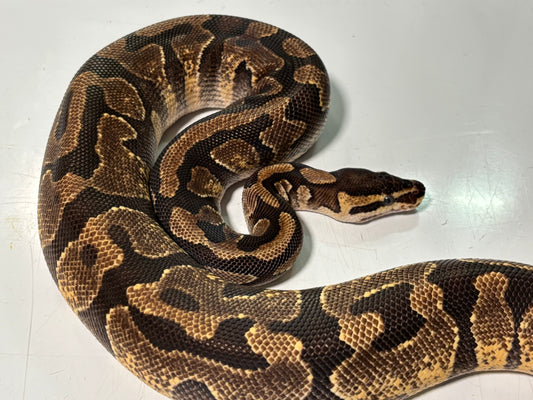 Enchi Bling Female