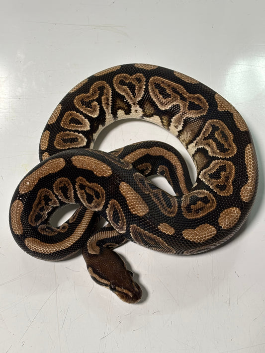 Black Pastel Het Albino Female