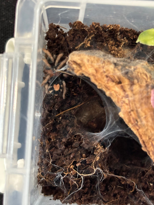 Cyriocosmus Elegans (Trinidad Dwarf)