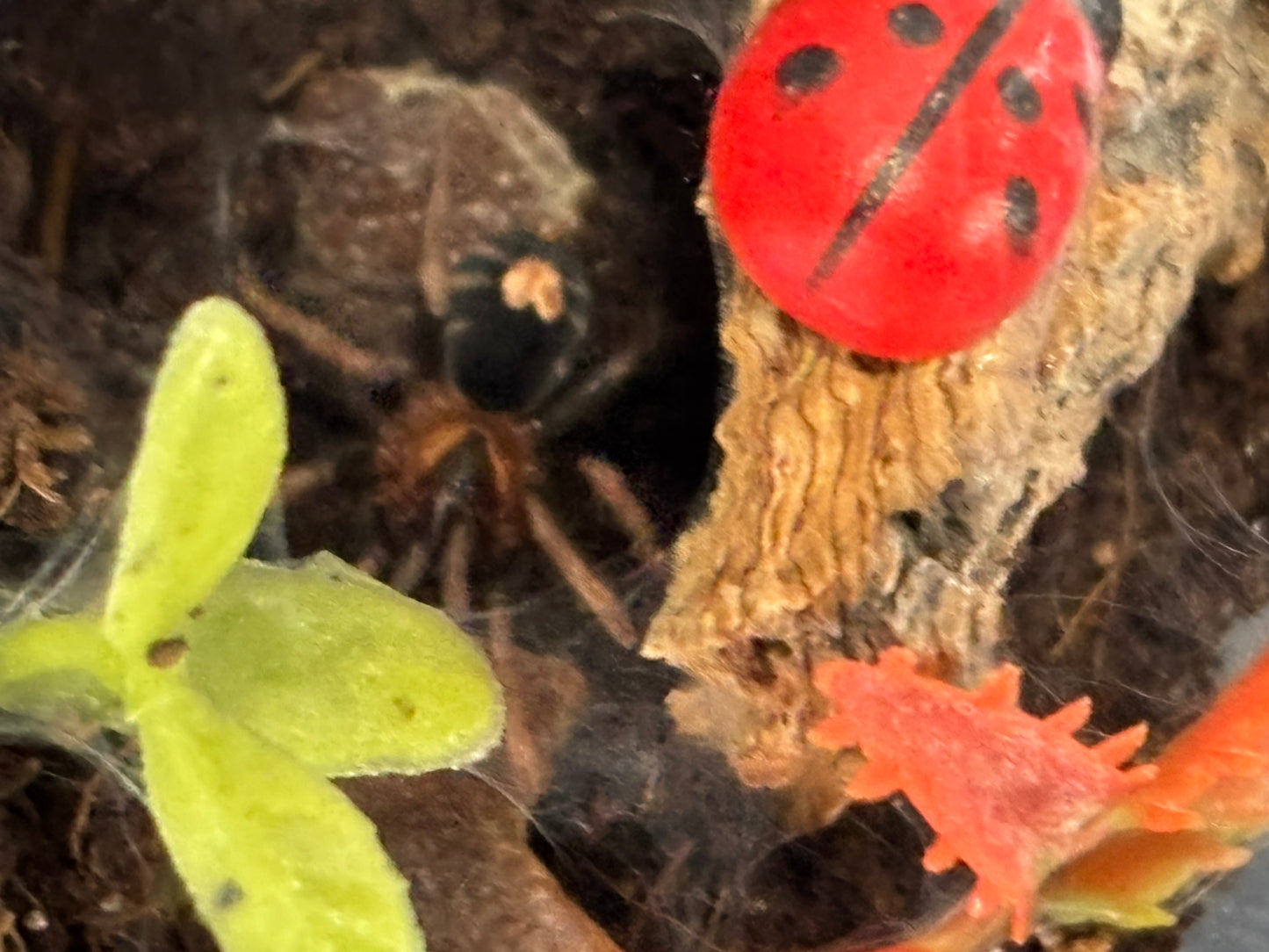 Cyriocosmus Elegans (Trinidad Dwarf)