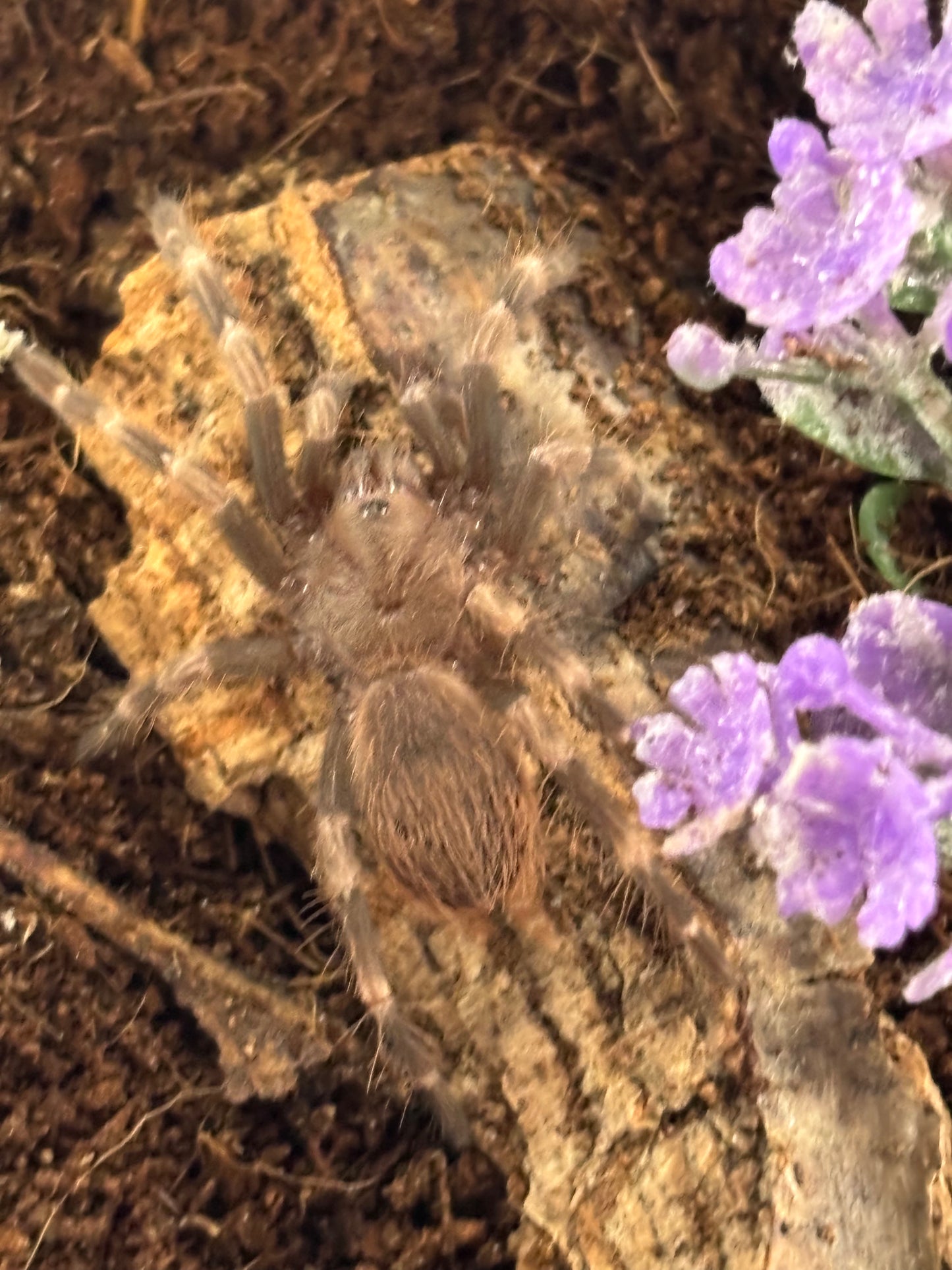 Nhandu Chromatus (Brazilian Red & White)