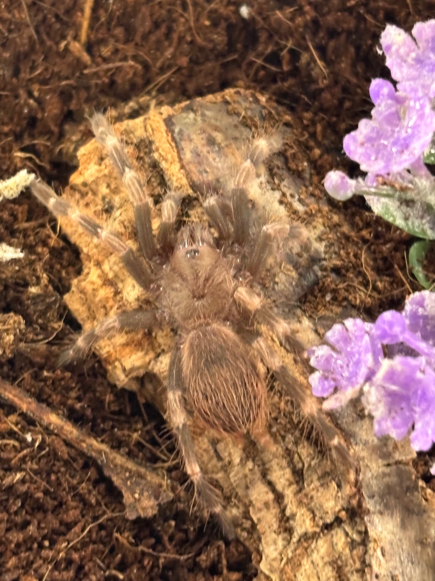 Nhandu Chromatus (Brazilian Red & White)
