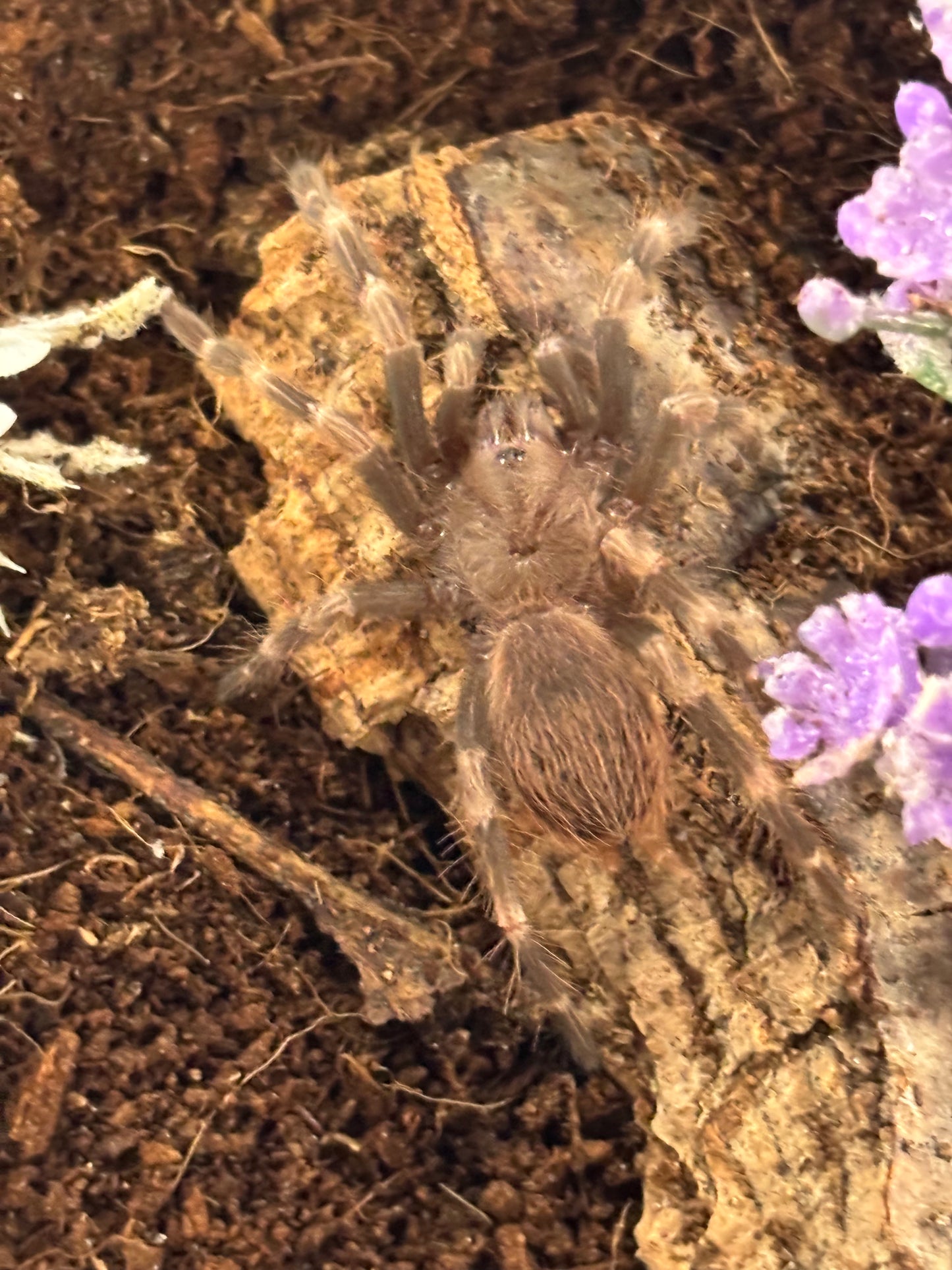 Nhandu Chromatus (Brazilian Red & White)