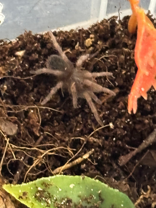 Cyclosternum Schmardae (Yellow-Banded Birdeater)