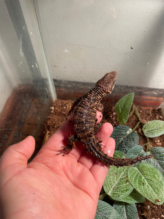 Armadillo Lizard