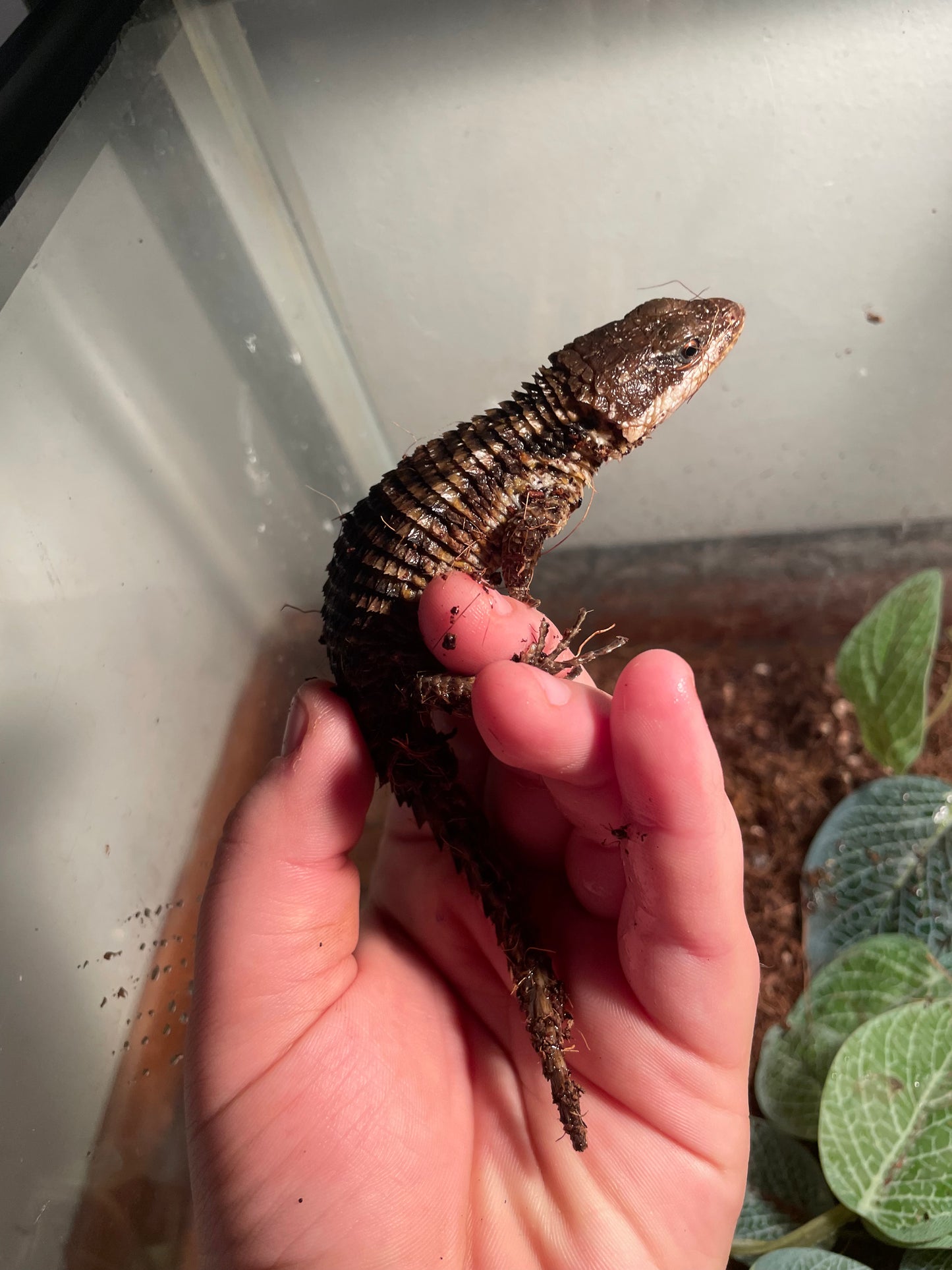 Armadillo Lizard