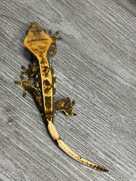 Partial Pinstripe Harlequin Male Crested Gecko