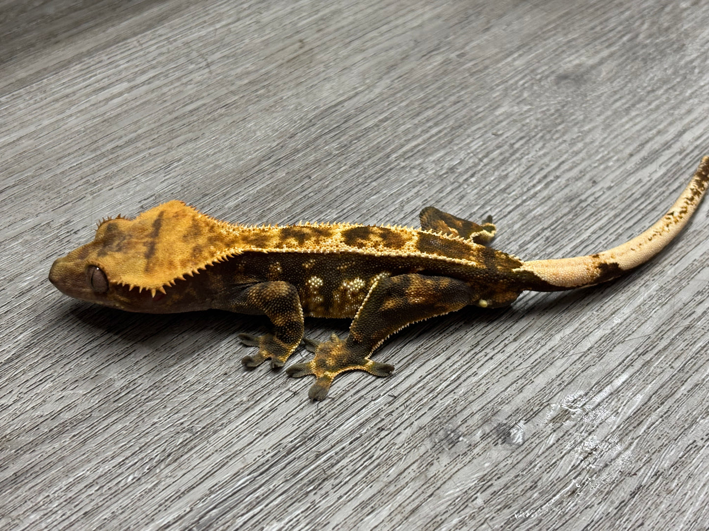 Partial Pinstripe Harlequin Male Crested Gecko