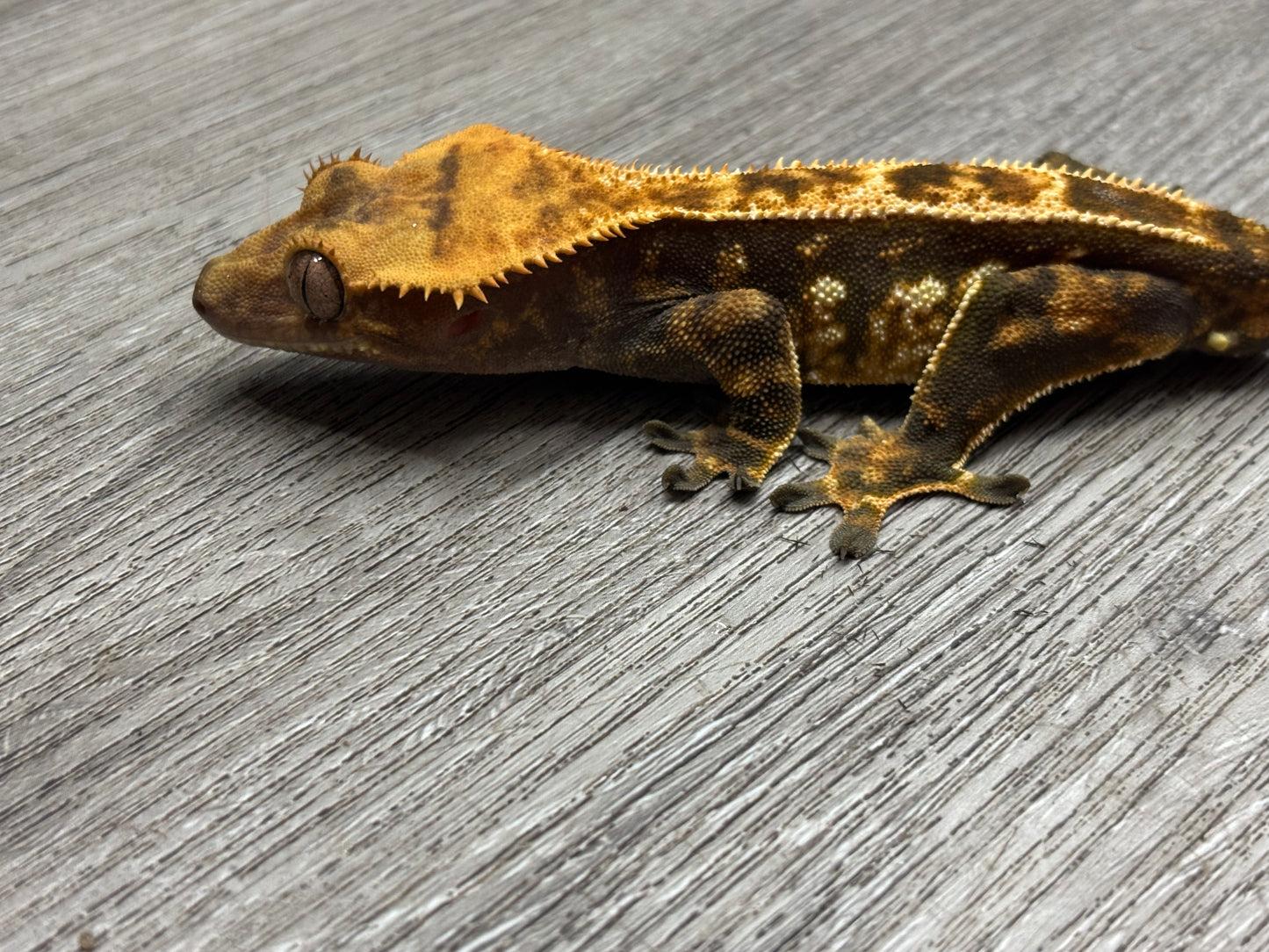 Partial Pinstripe Harlequin Male Crested Gecko