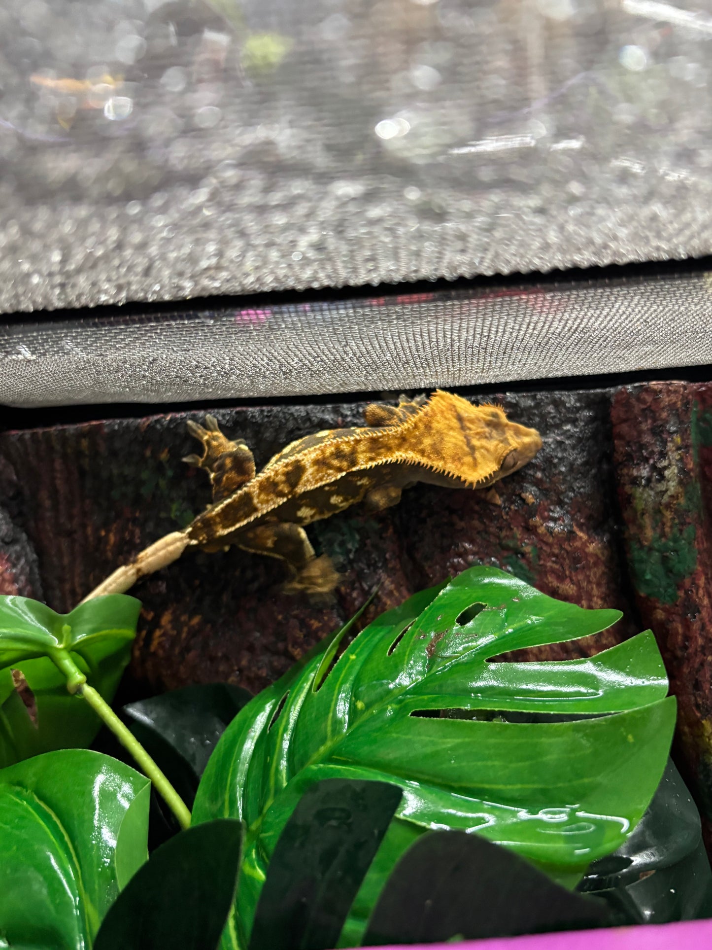 Partial Pinstripe Harlequin Male Crested Gecko