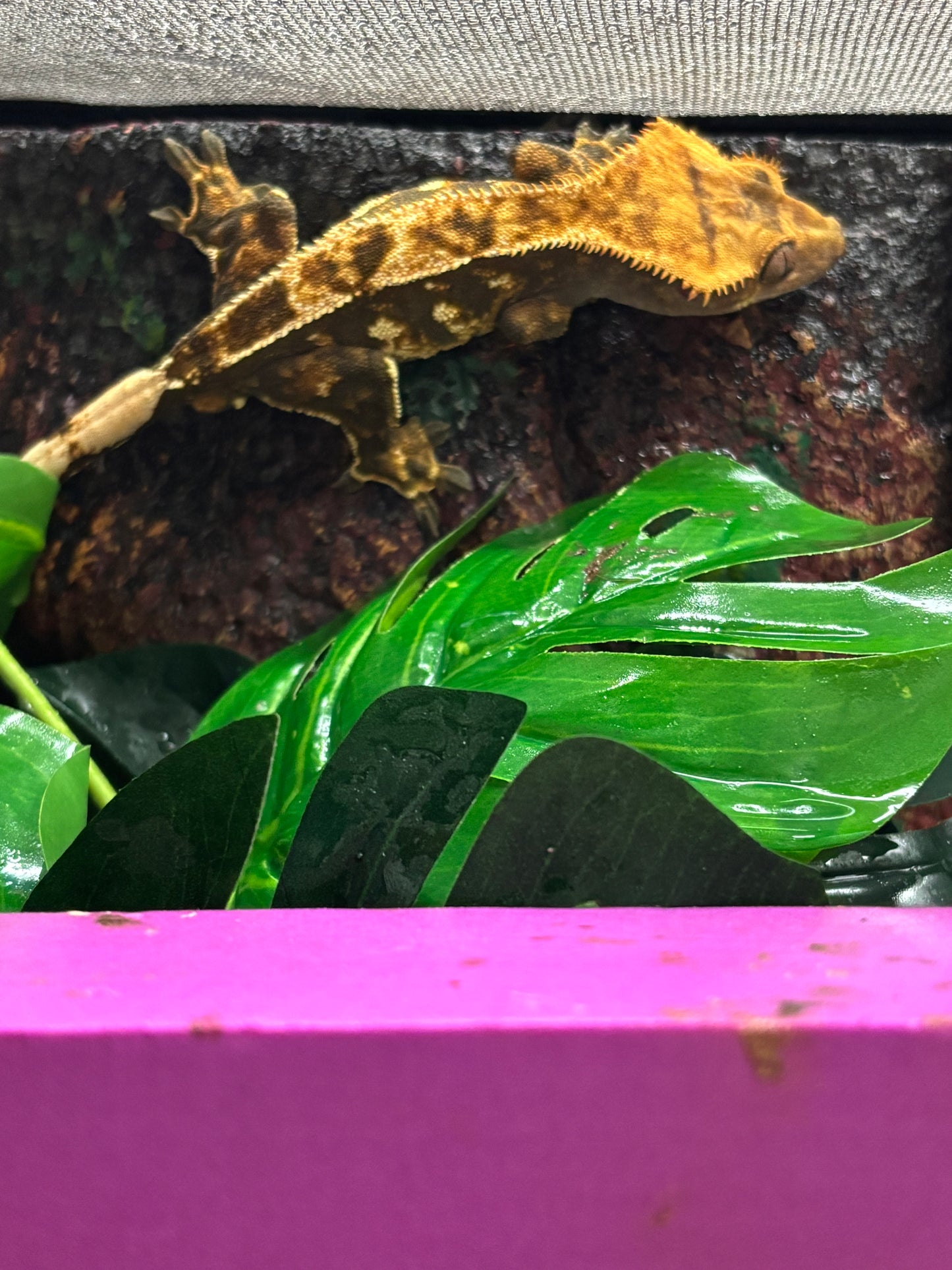Partial Pinstripe Harlequin Male Crested Gecko