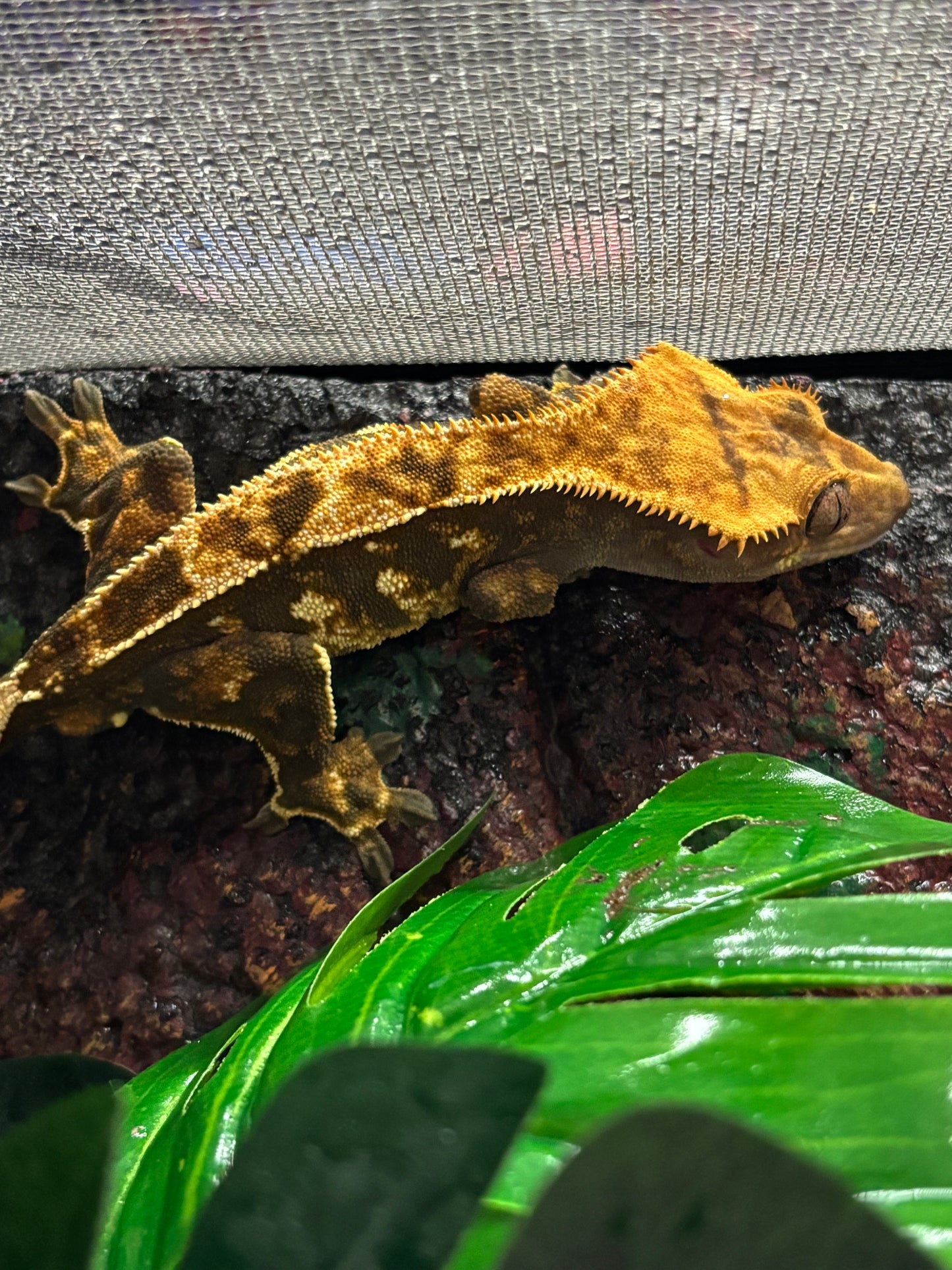 Partial Pinstripe Harlequin Male Crested Gecko